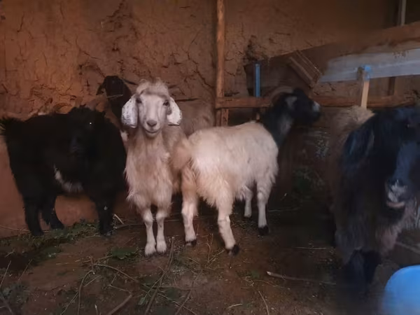 Goat, Goats