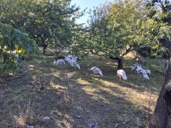 Turkeys — Ungarn