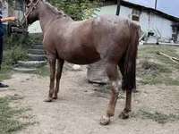 Jument, Kazakh horse — photo 5