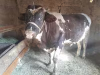सांड, Russian Black pied cattle — फ़ोटो 3