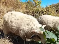 Kos, Racka sheep — 4. fotó