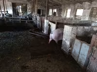 Boar, Pigs — photo 4