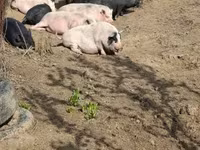 Pigs (batch, sex not specified), Вьетнамская вислобрюхая — photo 5
