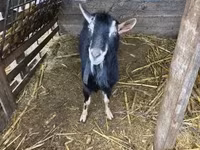 Billy Goat, Goats — photo 3