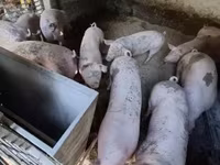 Disznók (tétel, nem megadva), Sertések — 5. fotó