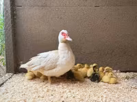 Ducks — foto 3