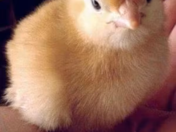 Chickens — Magyarország