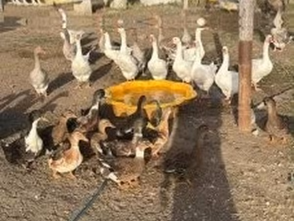 Ducks — Węgry