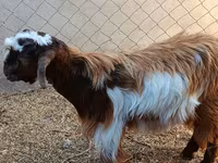 Cabro, Cabras — foto 3
