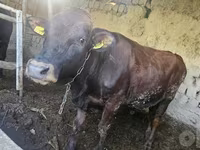 Bika, Red Estonian cattle — 3. fotó
