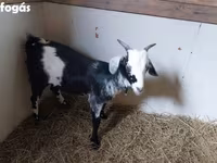 تيس, Nubian Goat — الصورة 2