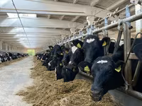 Cow, Holstein breed — photo 2