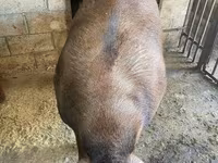 母猪, Pigs — 照片 5