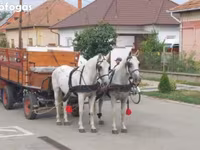 Hengst, Lipizzaner — Foto 4