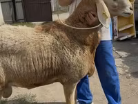 Juh, Baerchuke sheep — 1. fotó