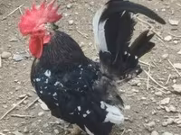 Chickens — الصورة 1