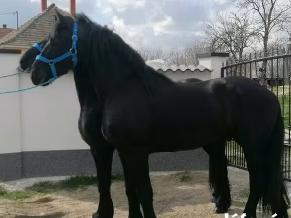Horse (M), Friesian