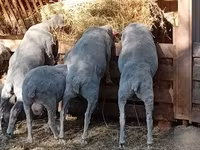 公羊, Merino sheep — 照片 3