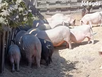 Boar, Вьетнамская вислобрюхая — photo 4