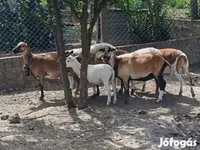 Kos, Cameroon sheep — 1. fotó