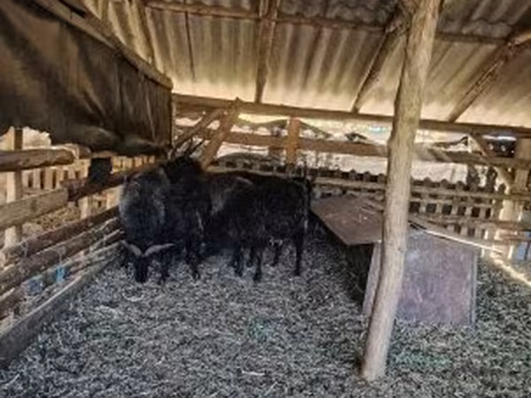 Oveja, Racka sheep — Hungría
