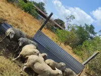 Sheep, Sheep — photo 2