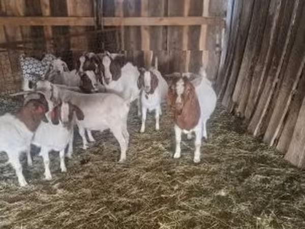 Теке, Boer goat