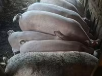 公猪, Pigs — 照片 2