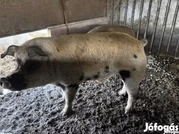 Verro, Дюрок