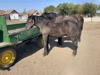 公马, Horses — 照片 3