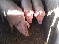公猪, Pigs — 照片 2