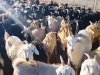 Kecskék (tétel, nem megadva), Kecskék — 2. fotó