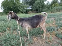 母山羊, Goats — 照片 4