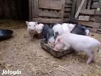 नर सूअर, Вьетнамская вислобрюхая — फ़ोटो 6