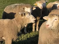 Carneiro, Ile-de-France sheep — foto 3