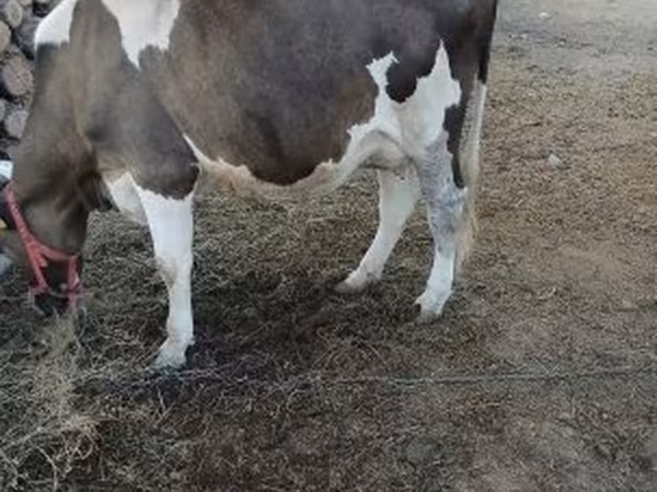 Tehén, Holstein fajta — Magyarország