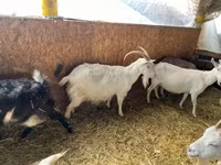母山羊, Goats — 照片 4