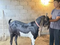 Keçi, Kamori goats — foto 1