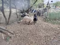 公羊, Racka sheep — 照片 2