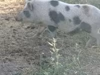 Süldőanya, Sertések — 4. fotó
