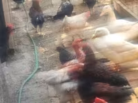 Chickens — Foto 3