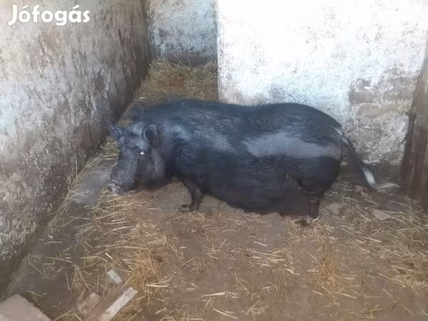 Cerda, Вьетнамская вислобрюхая