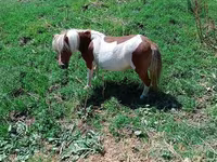 Kanca, Australian Pony — 3. fotó