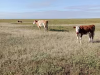 गाय, Simmental cattle — फ़ोटो 5