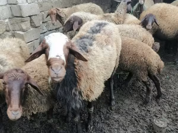 Kos, Juhok