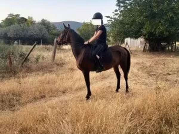 Yegua, Caballos