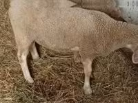 公羊, Sheep — 照片 1