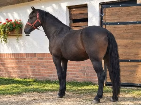 Cheval, Chevaux