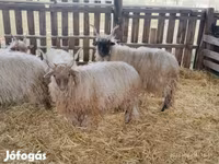Ram, Racka sheep — photo 5
