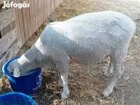 Kos, Merino sheep — 6. fotó
